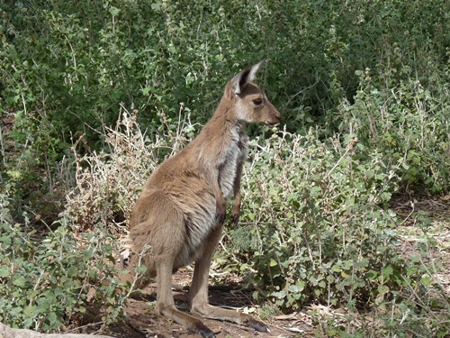 K&auml;nguru